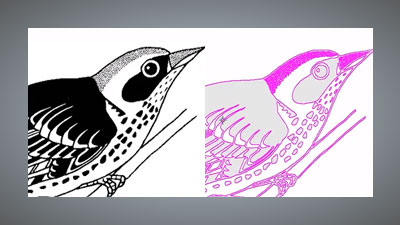 Tracing vectors from imported bird artwork